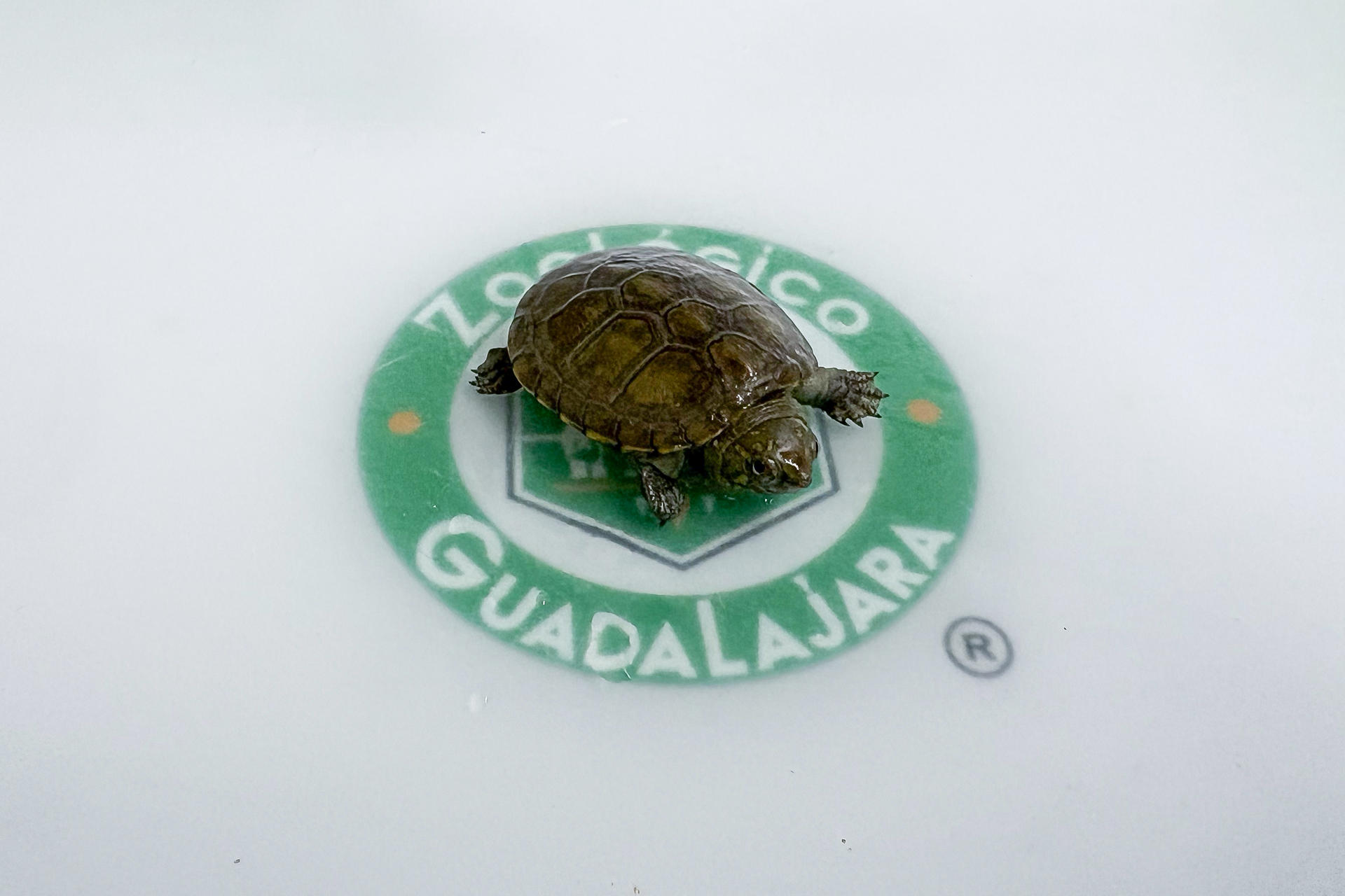 Fotografía de una tortuga Kinosternon vogti conocida como ‘Casquito’ este martes, en el Zoológico de Guadalajara, en Jalisco (México). EFE/ Francisco Guasco
