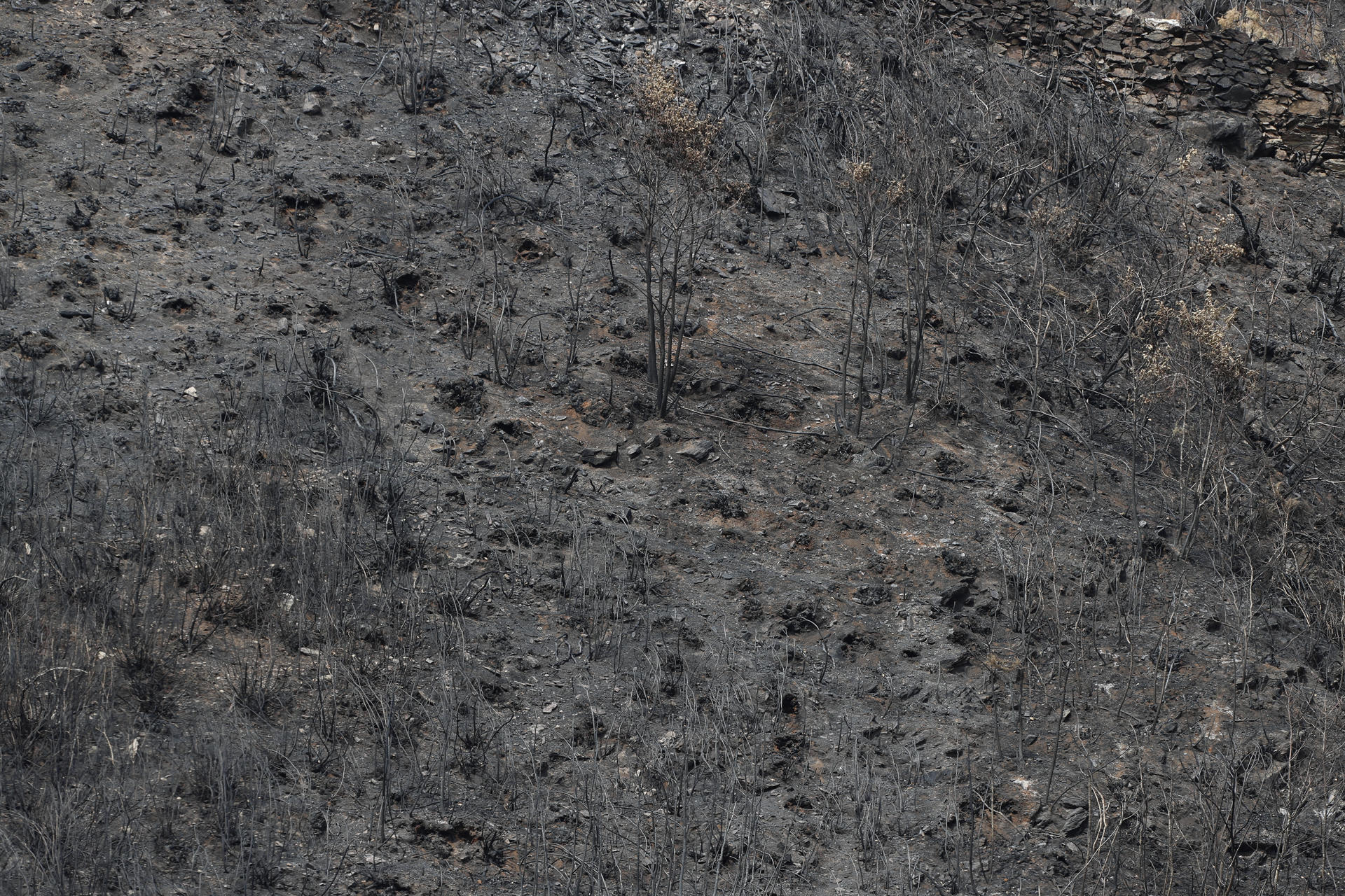 Galicia afronta su cuarta jornada consecutiva sin incendios activos de más de 20 hectáreas y solo están pendientes de extinción los tres megaincendios que han... En la imagen monte calcinado en Aguiar, próximo a San Pedro de Río, en A Fonsagrada, Lugo. EFE/Eliseo Trigo