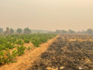 Imagen de los viñedos de la bodega Fuentes del Silencio, en la localidad de Herreros de Jamuz (León) que han sobrevivido al fuego pero han quedado inservibles por las altas temperaturas. EFE/Cedida por Miguel Ángel Alonso.