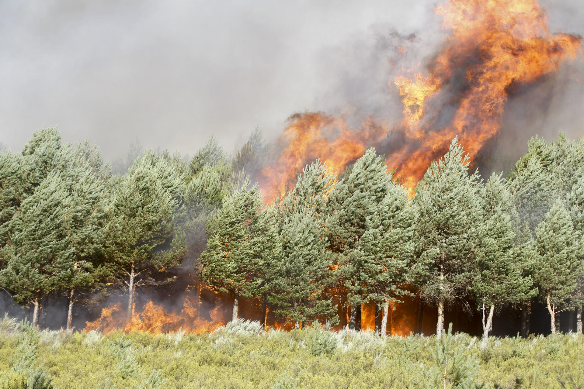Los brigadistas intentan contener por segundo día el incendio en la zona limítrofe entre Ourense y Zamora. EFE/Mariam A. Montesinos
