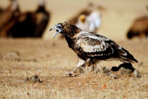 En la imagen, un ejemplar de alimoche común. EFE/ Beldad