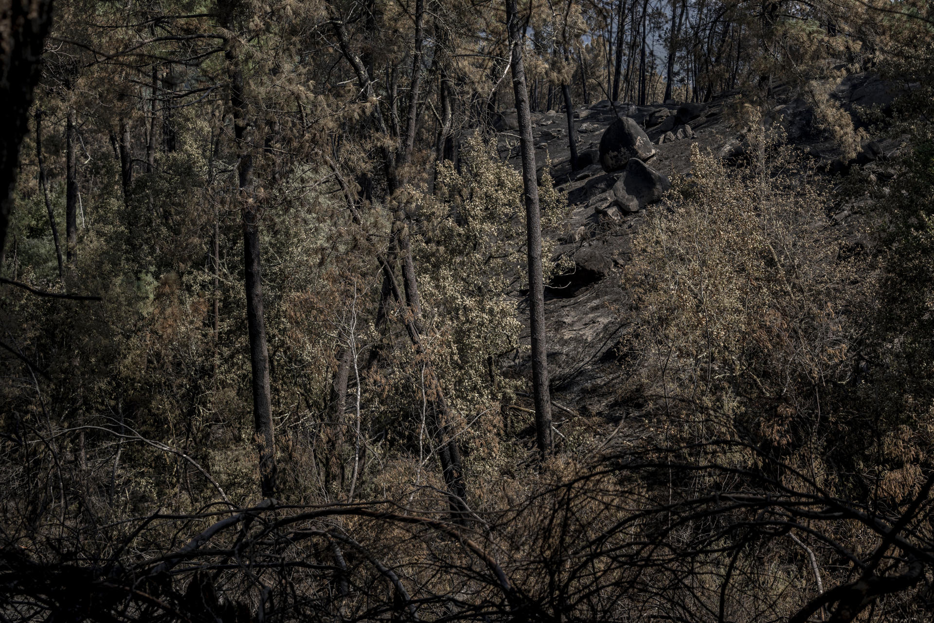 Las llamas han arrasado aldeas, explotaciones agrícolas y ganaderas y más de 90.000 hectáreas en Galicia, pero también dejan un "desastre ambiental" en la comunidad, donde se han llevado por delante parte de enclaves como Pena Trevinca, los parques naturales de O Invernadeiro y Enciña da Lastra y el bosque Ridimoas. En la imagen, superficie calcinada en por el incendio forestal que afectó a una gran área del bosque Ridimoas. EFE/Brais Lorenzo
