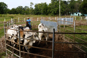 Fotografía del 18 de julio de 2025 de una persona trabajando en una finca ganadera en Metetí (Panamá). EFE/Moncho Torres