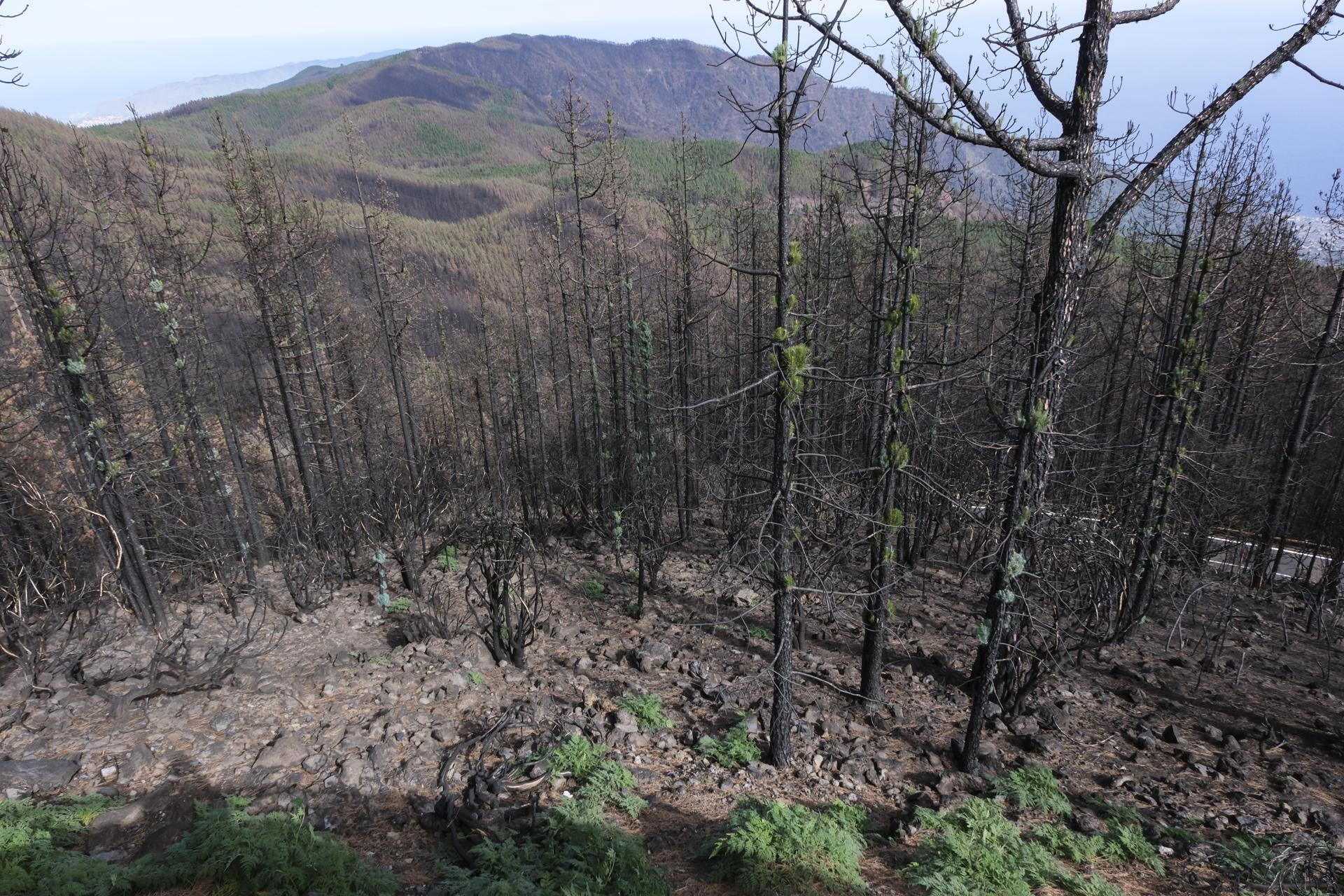 Imagen de archivo de la corona forestal de Tenerife afectada por un incendio. EFE/Alberto Valdés