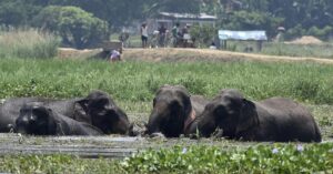 En la imagen de archivo, una manada de elefantes salvajes asiáticos disfruta de las plantas acuáticas en un abrevadero del pueblo de Thakurkuchi en las afueras de la ciudad de Guwahati, en el estado de Assam, la India. EFE