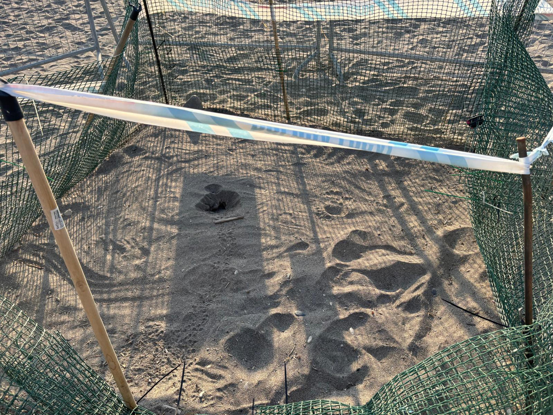 La primera cría de tortuga común o boba (Caretta caretta) ha salido a la superficie del nido instalado en la playa de la Rumina, en Mojácar (Almería), 55 días después de que una hembra depositara allí 99 huevos el pasado 22 de junio. EFE/DELEGACIÓN DEL GOBIERNO -SOLO USO EDITORIAL/SOLO DISPONIBLE PARA ILUSTRAR LA NOTICIA QUE ACOMPAÑA (CRÉDITO OBLIGATORIO)-
