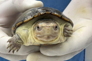 Fotografía de una tortuga Kinosternon vogti conocida como ‘Casquito’ este martes, en el Zoológico de Guadalajara, en Jalisco (México). EFE/ Francisco Guasco