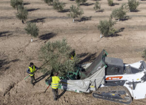 Imagen de archivo de unos trabajadores en plena faena de recolección de la aceituna en un olivar intensivo en el municipio jiennense de Fuerte del Rey. EFE/José Manuel Pedrosa.
