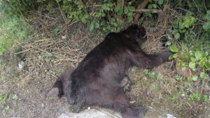 La Consejería de Medio Rural y Política Agraria investiga como posible caso de furtivismo la muerte de un oso pardo de unos 170 kilos de peso, cuyo cadáver ha sido hallado este sábado en la localidad de Cuevas, en Belmonte de Miranda. EFE/Gobierno del Principado de Asturias SOLO USO EDITORIAL/SOLO DISPONIBLE PARA ILUSTRAR LA NOTICIA QUE ACOMPAÑA (CRÉDITO OBLIGATORIO)
