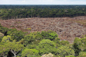 Fotografía de archivo del 28 de noviembre de 2013 de arboles talados en la selva amazónica (Brasil). EFE/ Marcelo Sayão ARCHIVO