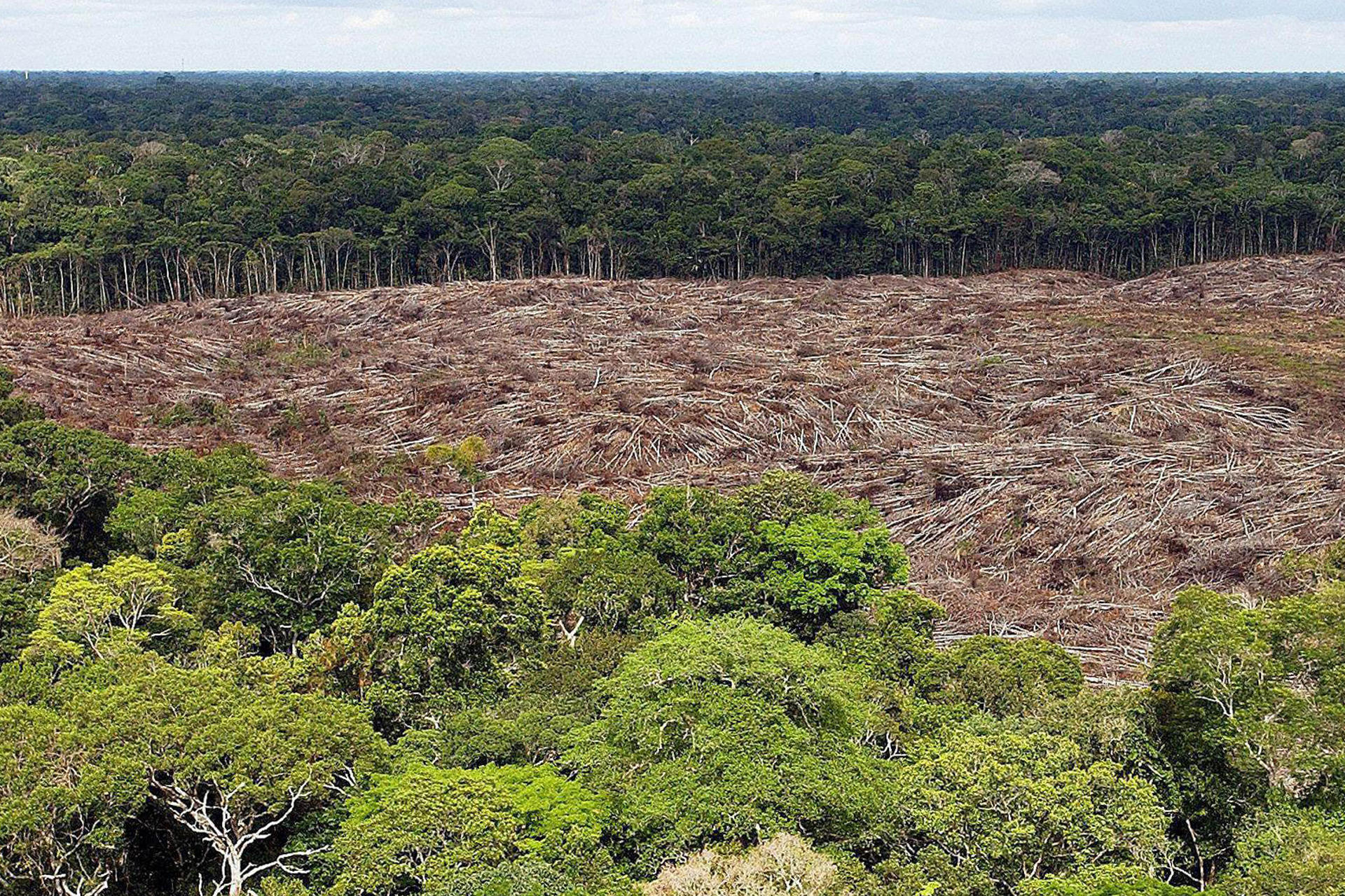 Fotografía de archivo del 28 de noviembre de 2013 de arboles talados en la selva amazónica (Brasil). EFE/ Marcelo Sayão ARCHIVO
