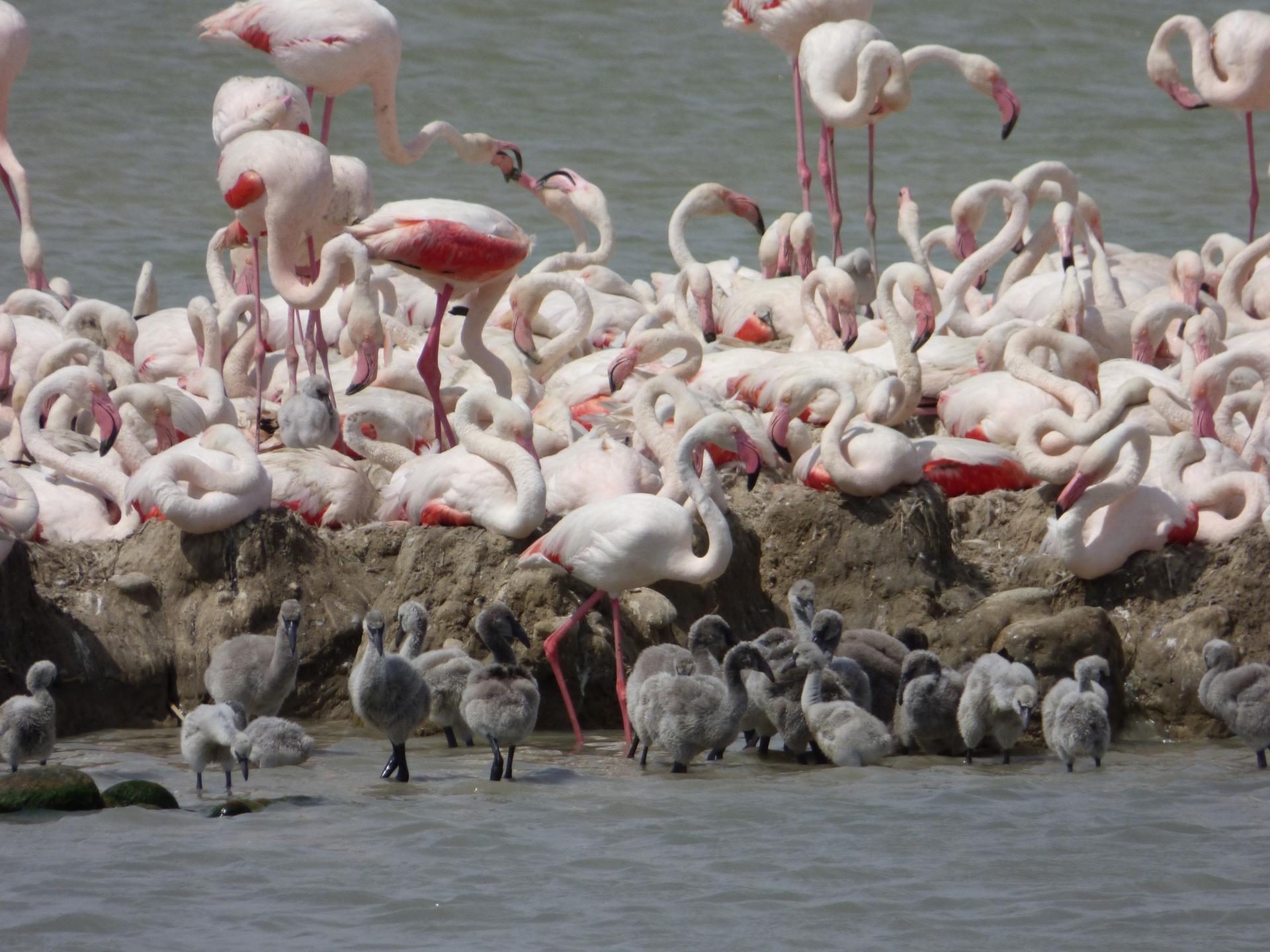 Flamencos rosas junto a sus polluelos el estanque Fangassier (Camarga, Francia). Crédito: © C.Perrot / Tour du Valat/EFE