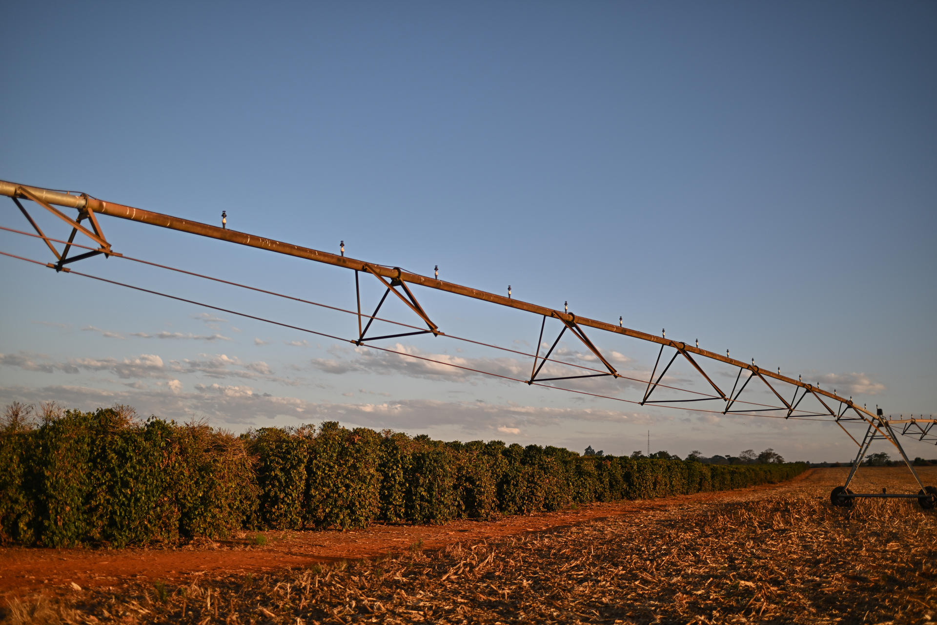 Fotografía de archivo de una plantación de café en una zona rural, en Brasilia (Brasil). EFE/ Andre Borges