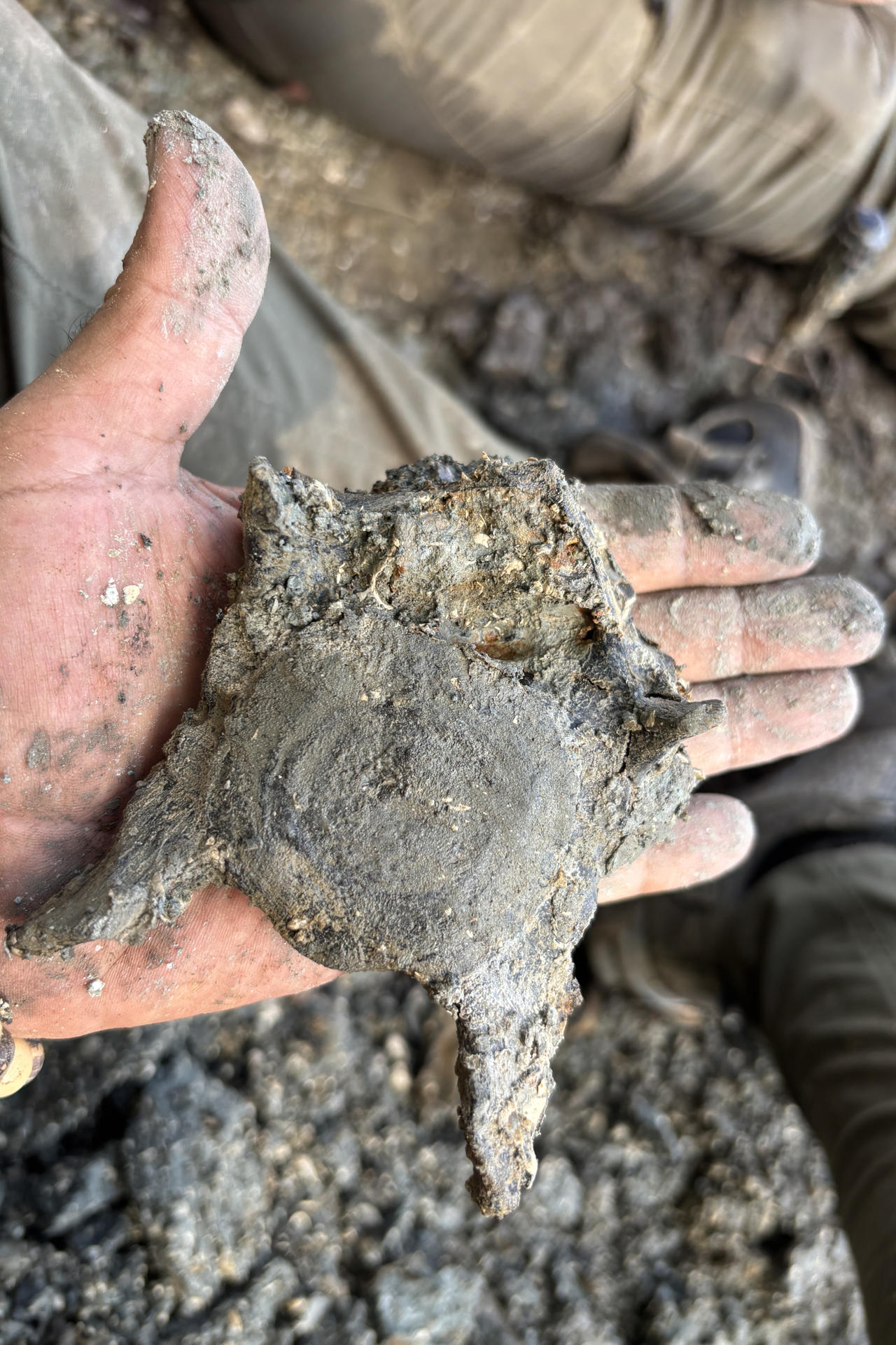 Fotografía del 17 de agosto de 2025 de una persona sosteniendo en su mano un fósil de una vértebra de delfín de 13 millones de años de antigüedad, en Tamshiyacu (Perú). EFE/Rodolfo Salas Gismondi