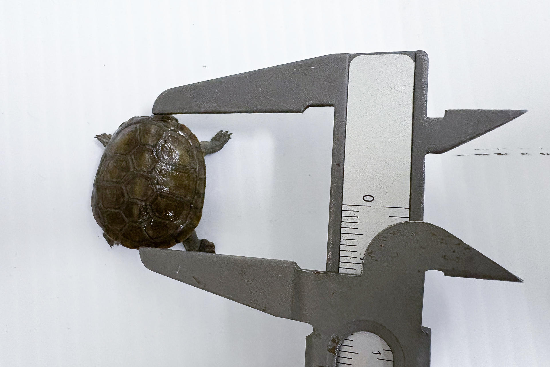 Fotografía de una tortuga Kinosternon vogti conocida como ‘Casquito’ este martes, en el Zoológico de Guadalajara, en Jalisco (México). EFE/ Francisco Guasco
