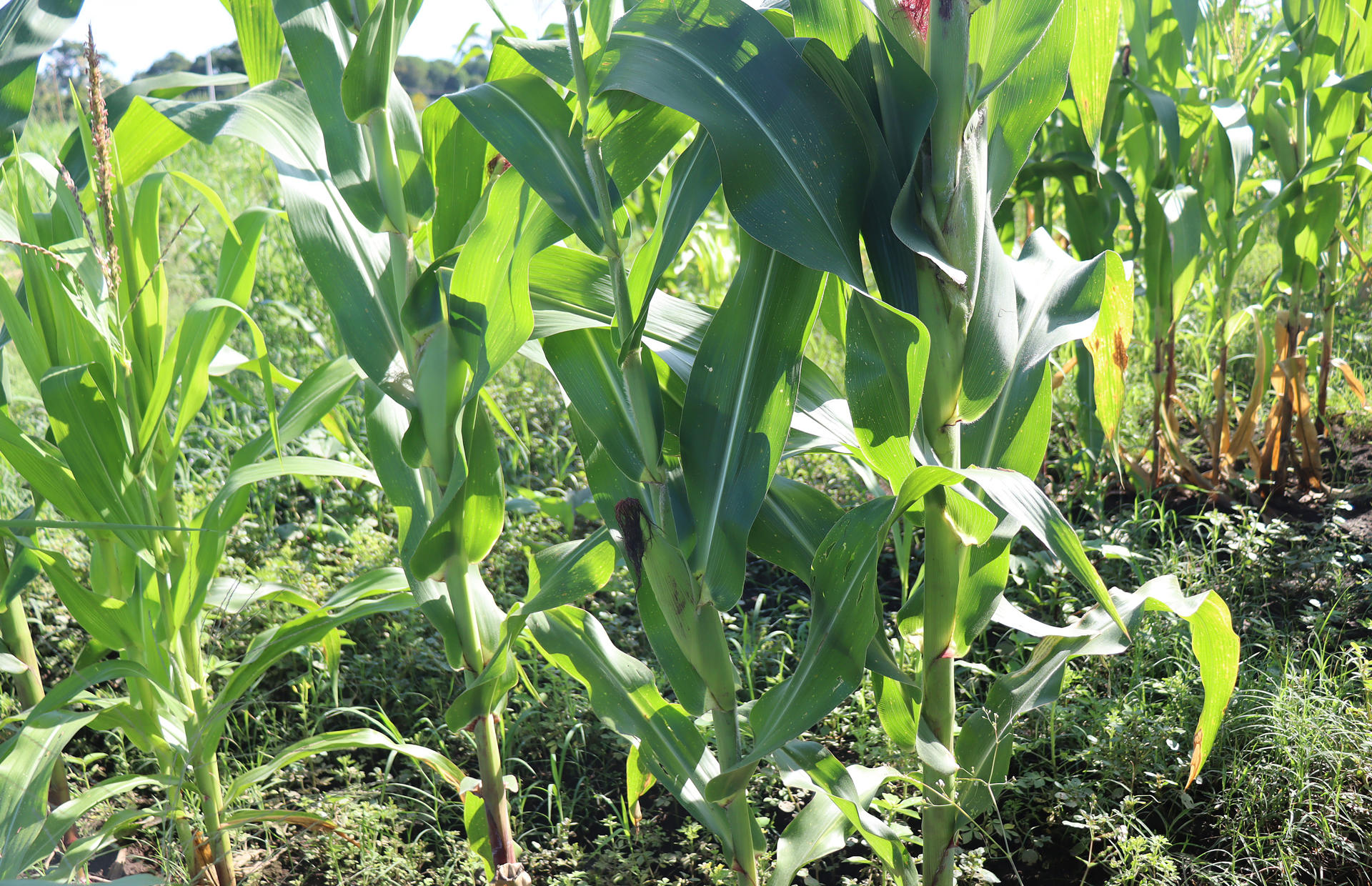 Fotografía de un cultivo de maíz este martes, en el municipio de Tapachula, en Chiapas (México). EFE/ Juan Manuel Blanco
