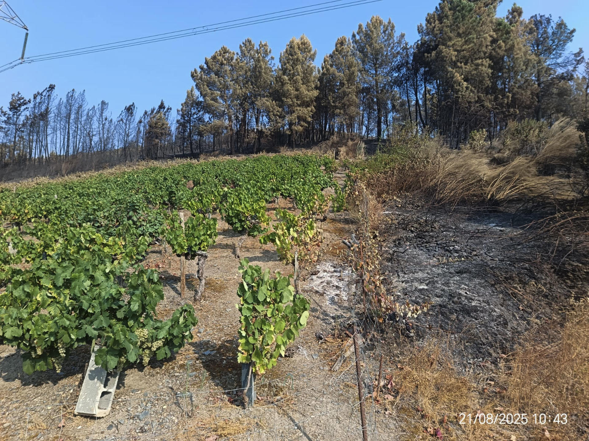 El Consejo Regulador de la Denominación de Origen Valdeorras (Ourense) ha comenzado este jueves la vendimia, justo el mismo día que hace un año, y todavía con el incendio más grande de la historia de Galicia activo en la zona, unas llamas que se encontraron con el "cortafuegos más espectacular", los viñedos. EFE/Carlos Alberto Fernández