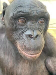 Una serie de experimentos con un bonobo llamado Kanzi muestra por primera vez que los simios pueden seguir mentalmente a múltiples humanos familiares a la vez, incluso aunque no los vea. Kanzi también podía reconocer a los cuidadores solo por sus voces, una habilidad nunca antes probada en bonobos. EFE/Ape Initiative