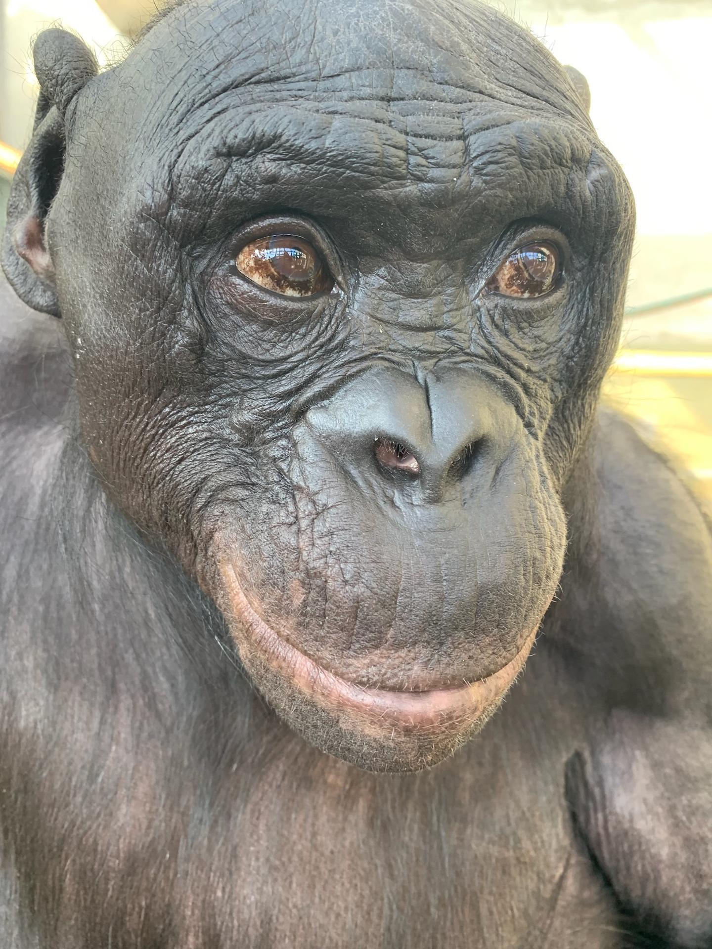 Una serie de experimentos con un bonobo llamado Kanzi muestra por primera vez que los simios pueden seguir mentalmente a múltiples humanos familiares a la vez, incluso aunque no los vea. Kanzi también podía reconocer a los cuidadores solo por sus voces, una habilidad nunca antes probada en bonobos. EFE/Ape Initiative