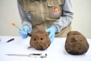 Fotografía cedida por la Universidad Nacional Toribio Rodríguez de Mendoza (Untrm) que muestra a un arqueólogo inspeccionando dos piedras con forma de cabeza humana este martes, en el sitio arqueológico de Ollape (Perú). EFE/ Untrm