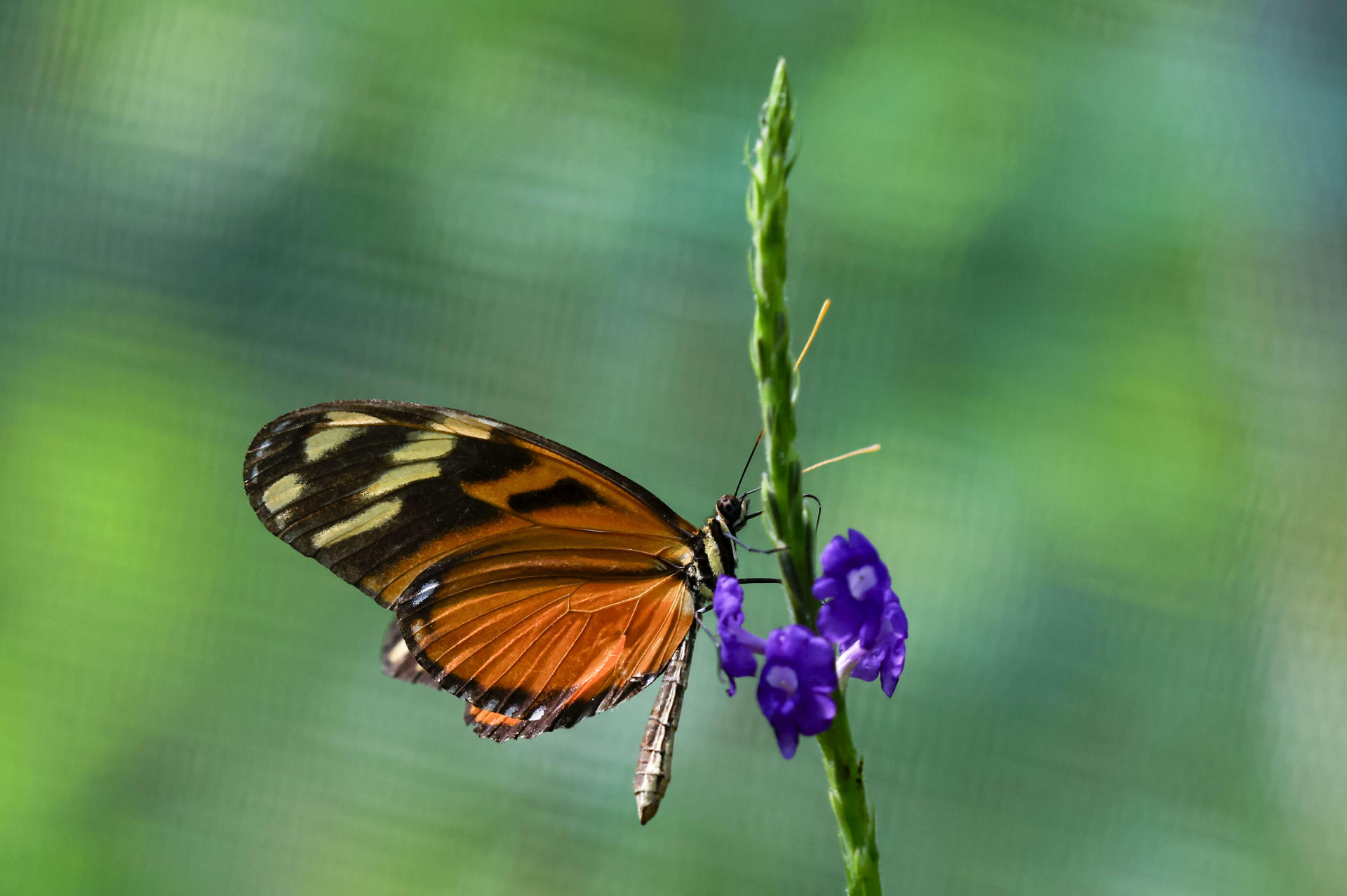 Fotografía del 6 de septiembre 2025 que muestra una mariposa Heliconius ismenius en Quepos (Costa Rica). EFE/Jeffrey Arguedas
