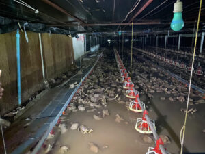 BANGKOK, 09/09/2025.- Más de 50.000 pollos murieron ahogados en una granja por las inundaciones registradas en la ciudad tailandesa de Rayong, a unos 180 kilómetros al sur de Bangkok, donde las autoridades aún evalúan los daños materiales causados por el mal tiempo. Krit Sinlapachai, diputado de esta región, publicó en Facebook imágenes de la granja inundada, en las que se observa al montón de aves cubiertas por el agua, que alcanzó los 30 metros de altura en el sitio. EFE/ Krit Silapachai SOLO USO EDITORIAL/SOLO DISPONIBLE PARA ILUSTRAR LA NOTICIA QUE ACOMPAÑA (CRÉDITO OBLIGATORIO)
