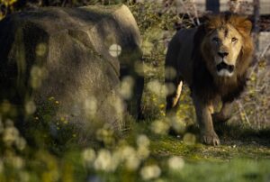 Fotografía de archivo, tomada el 18/12/2020, que muestra a un león en un zoológico de París, Francia. EFE/EPA/IAN LANGSDON