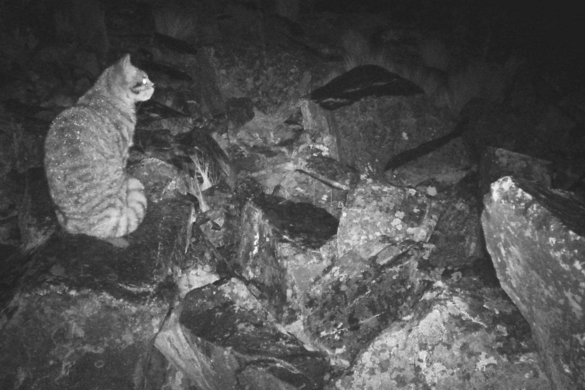 Fotografía cedida que muestra un gato andino en Apolobamba (Bolivia). EFE/ Fundación Teko Kavi/ Oriana Prado