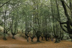 Una pareja pasea por el hayedo de Otzarreta (Bizkaia), en luna imagen de archivo. EFE/Miguel Toña