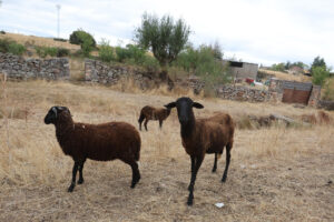 Un equipo de 14 ovejas, 6 cabras y 35 gallinas limpia los 365 días del año la maleza del casco urbano y sus alrededores en Morille, un pueblo de apenas 200 habitantes donde ahora reciben llamadas para emular esta iniciativa como prevención de los incendios forestales. EFE/ JM García