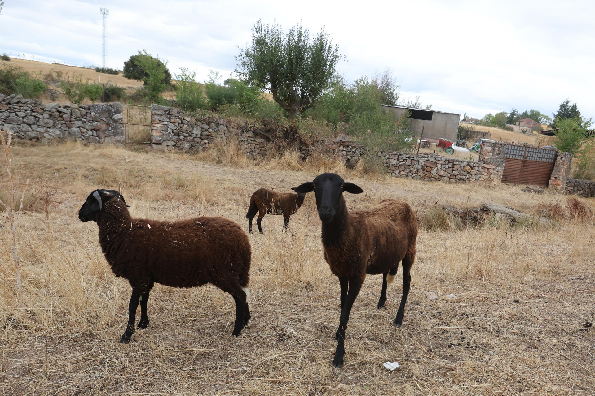 Un equipo de 14 ovejas, 6 cabras y 35 gallinas limpia los 365 días del año la maleza del casco urbano y sus alrededores en Morille, un pueblo de apenas 200 habitantes donde ahora reciben llamadas para emular esta iniciativa como prevención de los incendios forestales. EFE/ JM García
