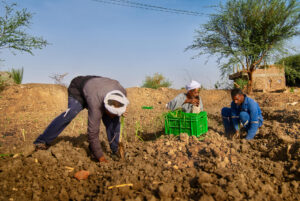 La muerte de 18 jornaleras -en su mayoría adolescentes- en un accidente de tráfico en Egipto es un síntoma más de la precariedad laboral del sector agrícola del país, del que proceden buena parte de las frutas y verduras que llegan a los mercados europeos tras ser recolectadas en su mayoría por mujeres y niñas pobres. El siniestro ocurrió el pasado 27 de junio en la provincia de Menufiya, al norte de El Cairo, cuando una furgoneta sin las más mínimas condiciones de seguridad volcó mientras trasladaba a un grupo de trabajadoras a un viñedo. El conductor y las 18 jornaleras murieron en el acto. EFE/ FAO / Ahmed Elsheemy SOLO USO EDITORIAL/SOLO DISPONIBLE PARA ILUSTRAR LA NOTICIA QUE ACOMPAÑA (CRÉDITO OBLIGATORIO)