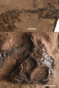 Imagen del fósil del espécimen holotipo de Agriodontosaurus helsbypetrae. Crédito: Thitiwoot Sethapanichsakul/Universidad de Bristol/SOLO USO EDITORIAL