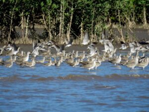 Imagen cedida por el BBVA de aves playeras en Nicaragua.
