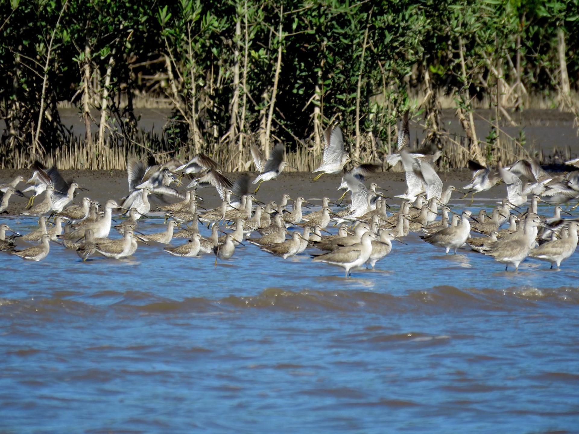 Imagen cedida por el BBVA de aves playeras en Nicaragua.