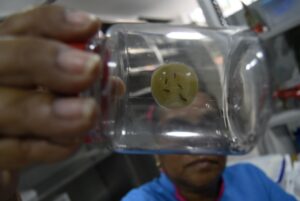 Detalle de una investigadora que trabaja con mosquitos aedes aeypti, el principal vector de transmisión de enfermedades como el dengue. EFE/Ernesto Guzmán