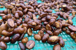 Fotografía que muestra una plantación de café en la finca Frajares en el Choco Andino (Ecuador). EFE/Andrea Faros