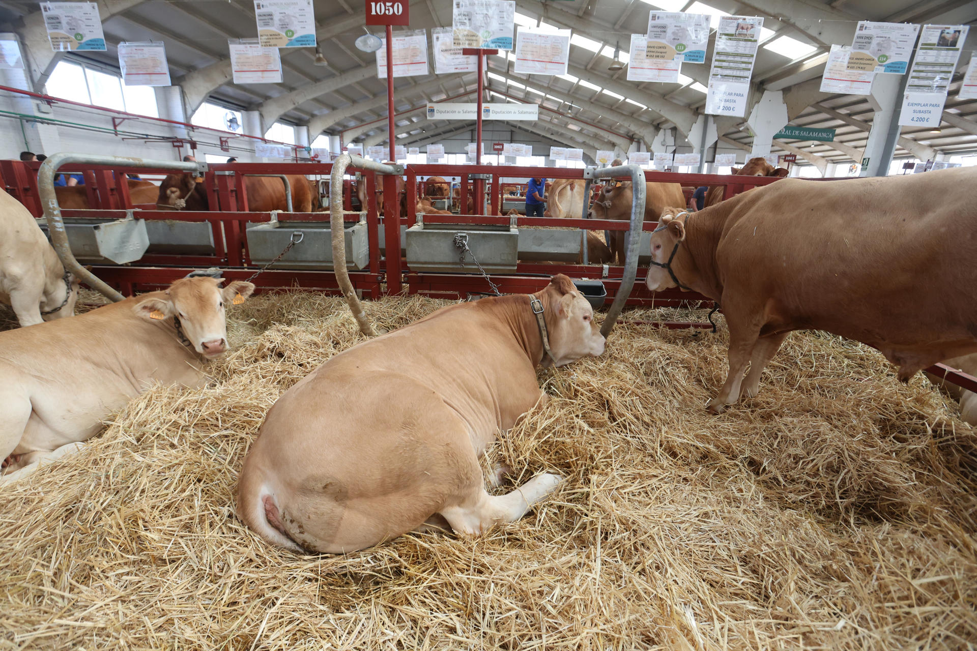 Ejemplares de ganado en la feria agropecuaria Salamaq25, este viernes en Salamanca. EFE/ JM. García