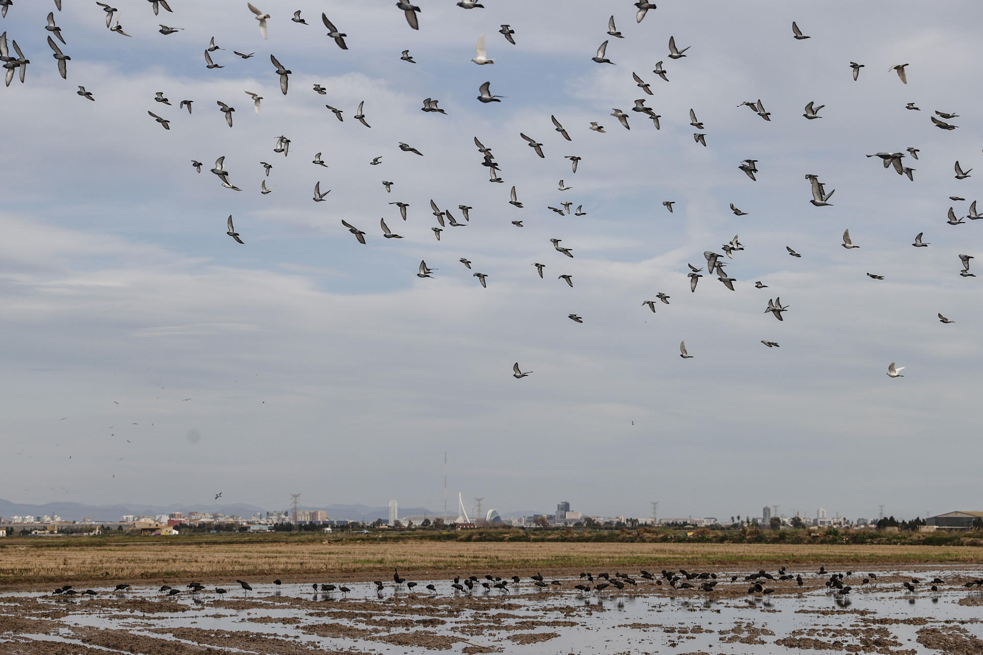 Fotografía de archivo de unos campos en La Albufera de València EFE/Manuel Bruque