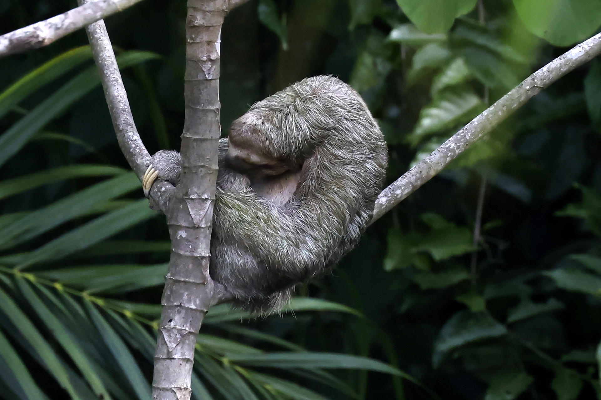 Fotografía del 05 de septiembre que muestra un oso perezoso en Quepos (Costa Rica). EFE/ Jeffrey Arguedas
