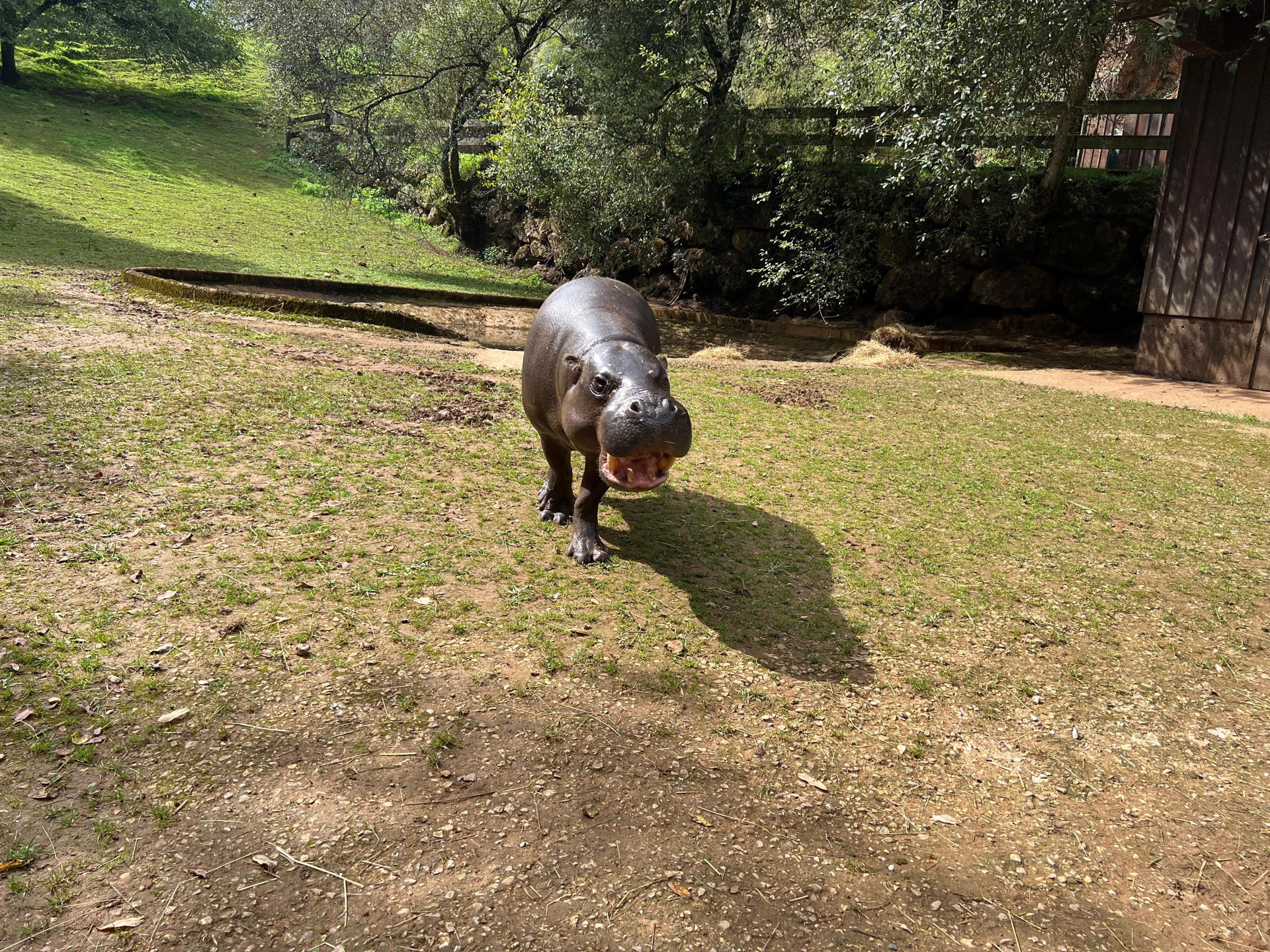 El Zoo de Basilea (Suiza) ha cedido al Parque de la Naturaleza de Cabárceno un hipopótamo pigmeo, llamado "Napoleón" (c), de 18 años y 200 kilos, para impulsar la reproducción de la especie en el parque cántabro, que ha trasladado al zoo suizo otro animal de esta especie, "Ume", que no ha logrado descendencia. EFE/ Gobierno De Cantabria SOLO USO EDITORIAL/SOLO DISPONIBLE PARA ILUSTRAR LA NOTICIA QUE ACOMPAÑA (CRÉDITO OBLIGATORIO)