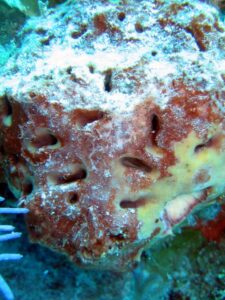 Imagen de un ejemplar de esponja marina Topsentia ophiraphidites, en las Bahamas. Tse-Lynn Loh/Imagen cedida por PNAS