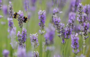 En la imagen de archivo, dos abejas liban unas flores en un jardín de San Sebastián, País Vasco. EFE/Javier Etxezarreta