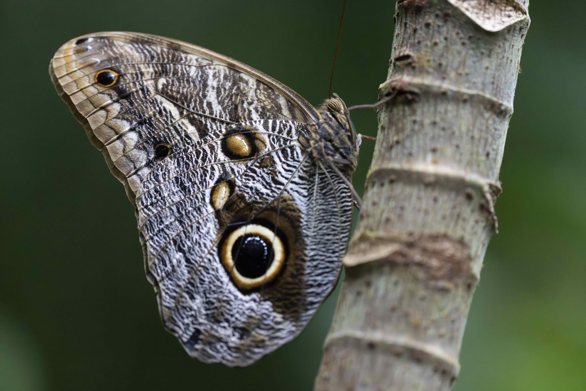Fotografía del 06 de septiembre 2025 que muestra una mariposa Caligo telamonius en Quepos (Costa Rica). EFE/Jeffrey Arguedas