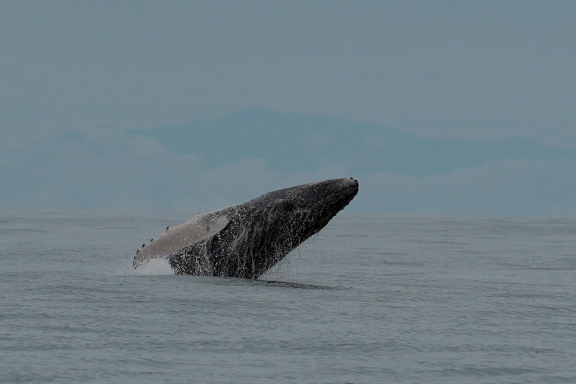 Una ballena jorobada salta este sábado, en el Parque Nacional Natural Uramba Bahía Málaga en Buenaventura (Colombia). EFE/ Ernesto Guzmán