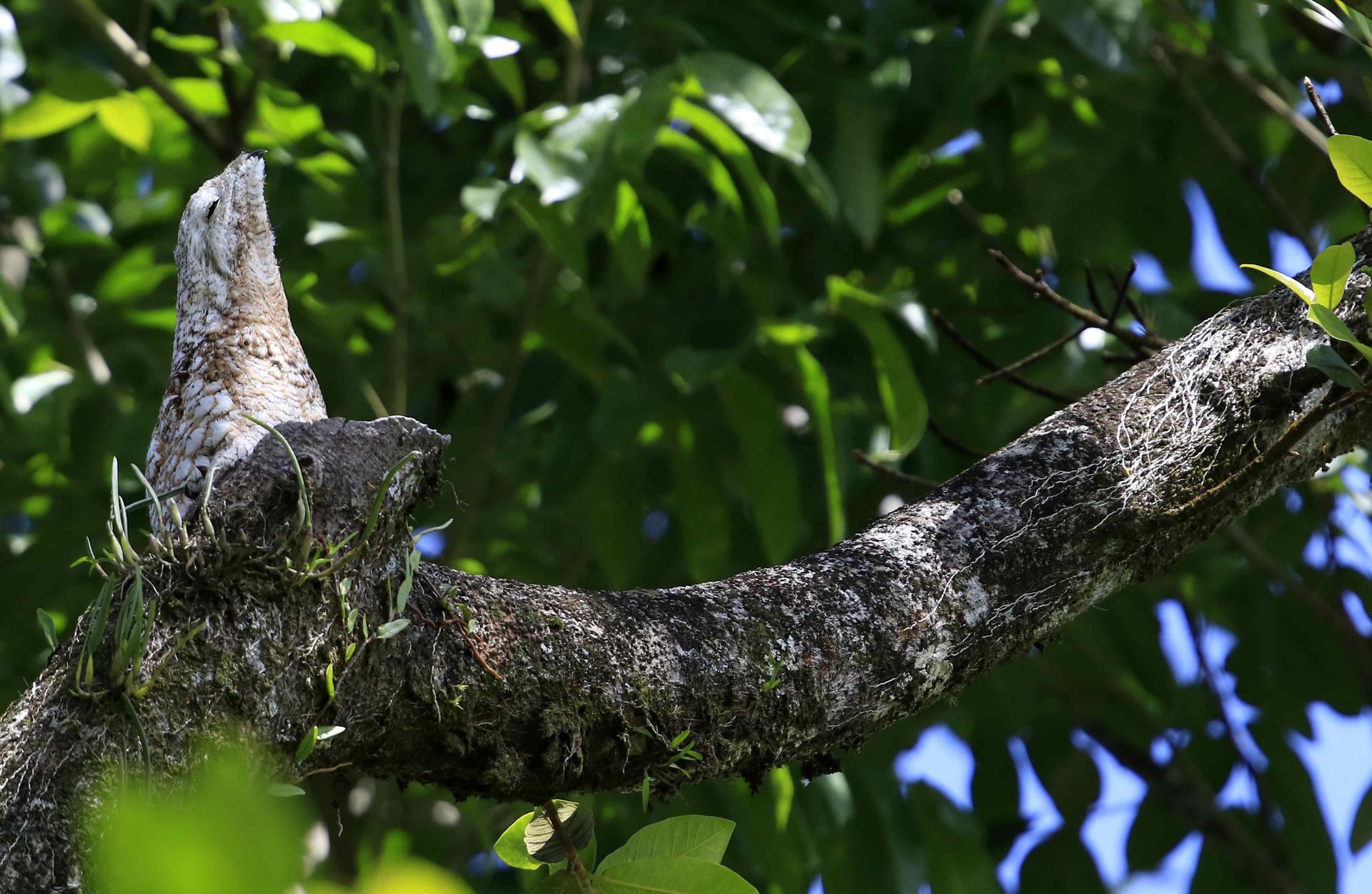 Imagen de archivo de 2019 de un pájaro "estaca" que se camufla en la rama de un árbol en la zona de Guápiles, en el Atlántico costarricense. EFE/Jeffrey Arguedas
