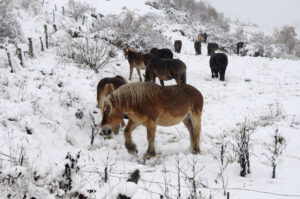 Caballos entre la nieve en la Cordillera Cantábrica, en una imagen de archivo. EFE/J.Casares