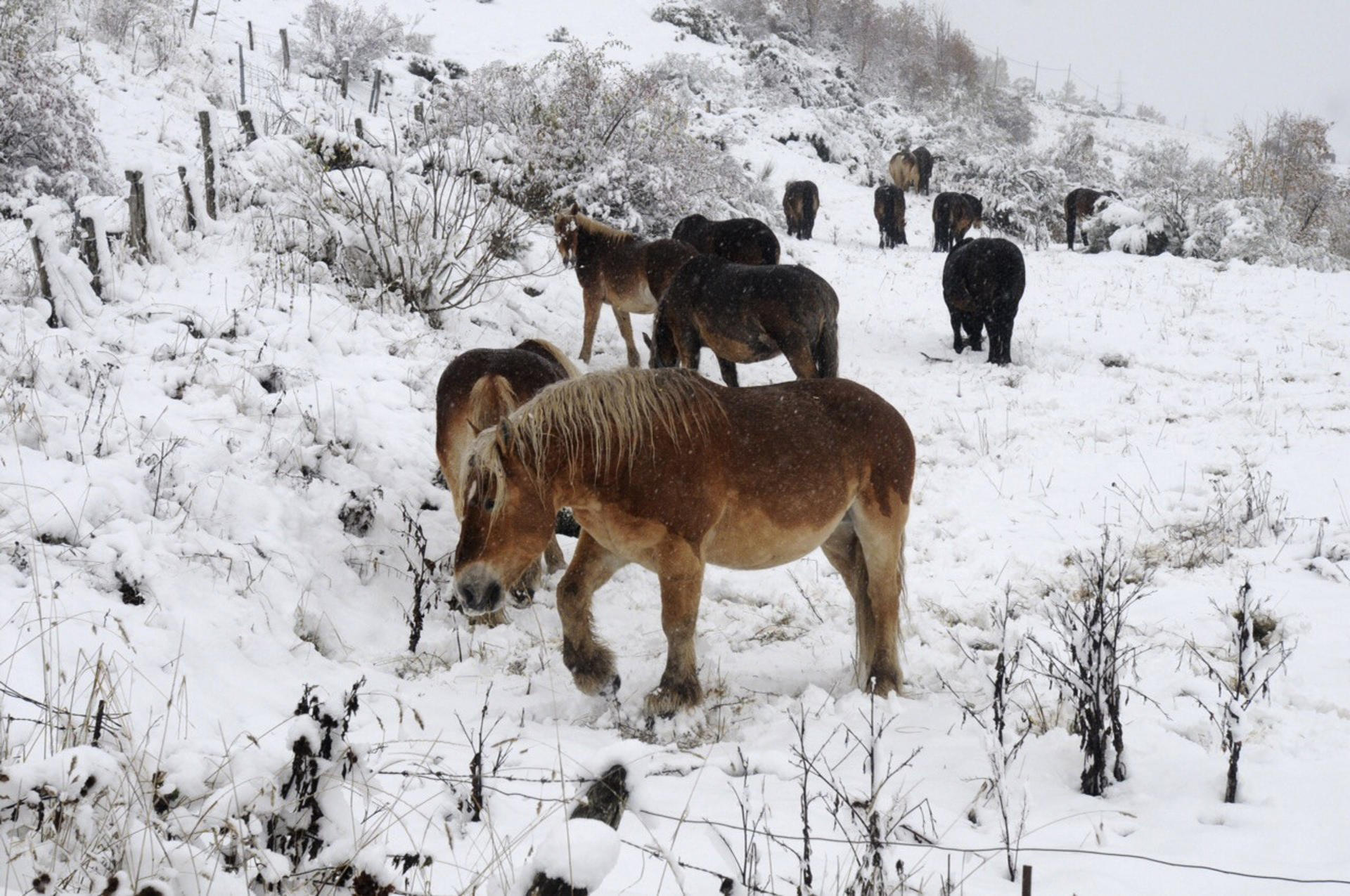 Caballos entre la nieve en la Cordillera Cantábrica, en una imagen de archivo. EFE/J.Casares