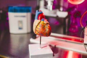 Fotografía sin fecha cedida donde se observa la maqueta de un corazón desplegada en el laboratorio de estudios cardíacos de la institución académica en Miami (Estados Unidos). EFE/Margi Rentis