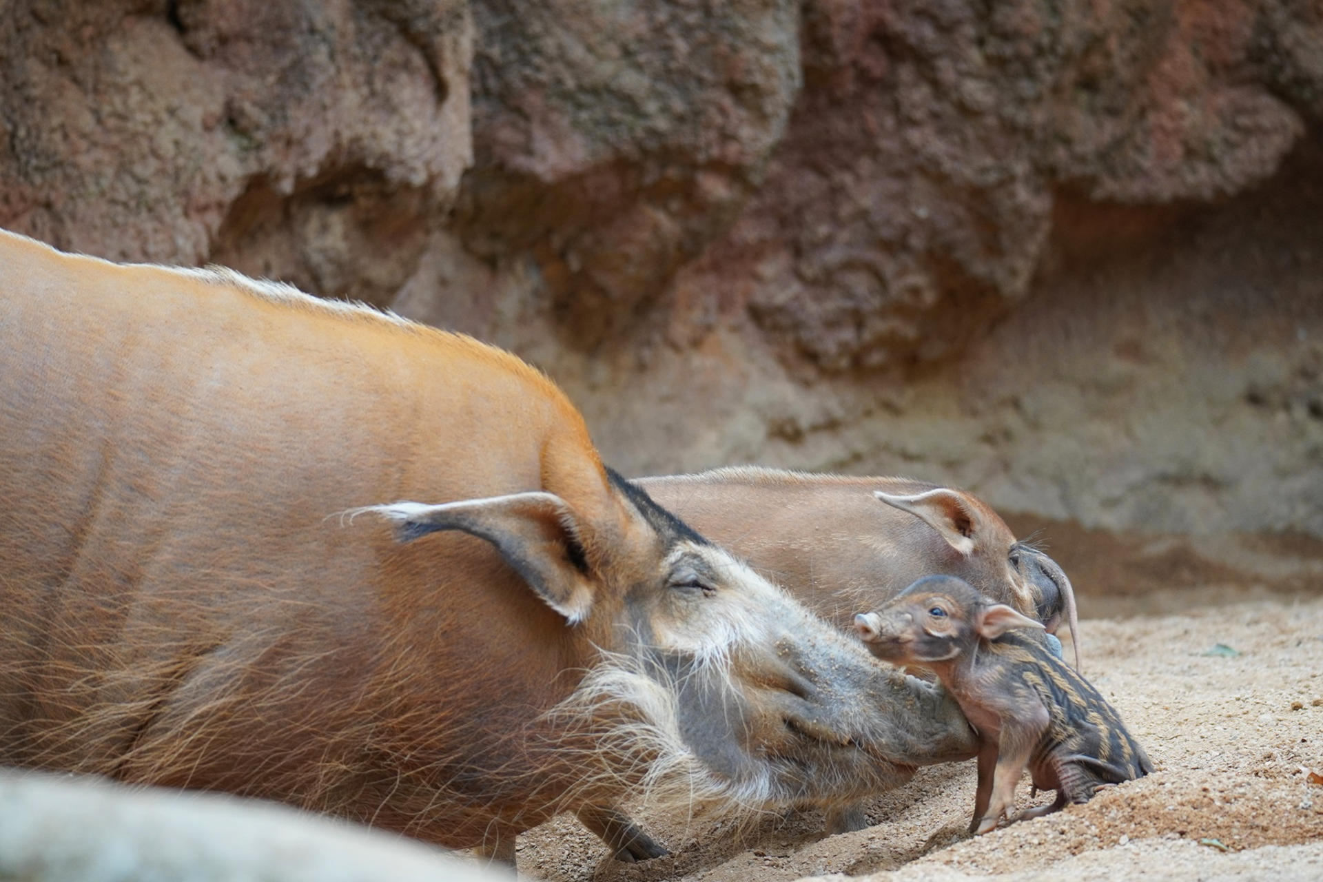 Dos crías de potamoquero rojo ('Potamochoerus porcus pictus'), un tipo de jabalí de pelaje rojo originario de África, una de las especies más singulares, desconocidas y amenazada por la pérdida de hábitat, han nacido en el zoológico Bioparc, en Fuengirola (Málaga). EFE/Bioparc Fuengirola -SOLO USO EDITORIAL/SOLO DISPONIBLE PARA ILUSTRAR LA NOTICIA QUE ACOMPAÑA (CRÉDITO OBLIGATORIO)-